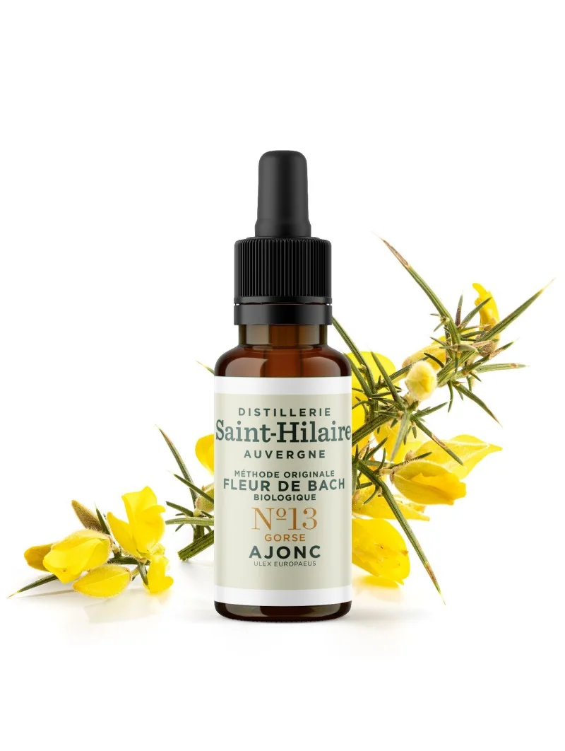 AJONC N°13 BIO – Image 3