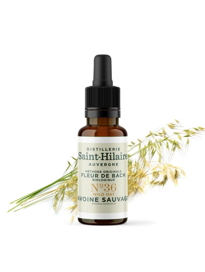 AVOINE SAUVAGE N°36 BIO – Image 3