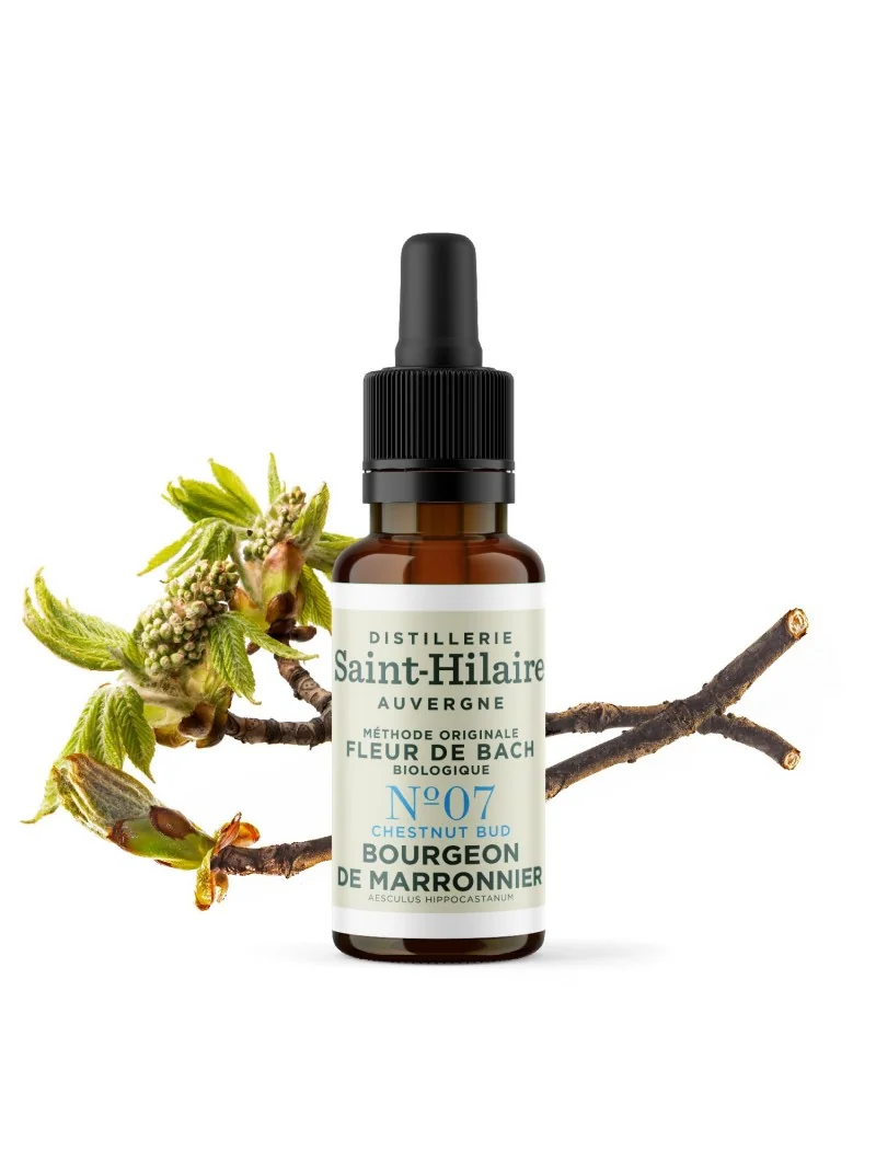 BOURGEON DE MARRONNIER N°7 BIO – Image 3