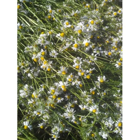 CAMOMILLE MATRICAIRE – Image 3