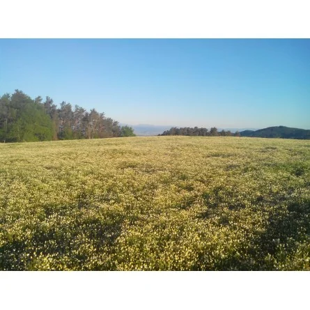 CAMOMILLE MATRICAIRE – Image 4