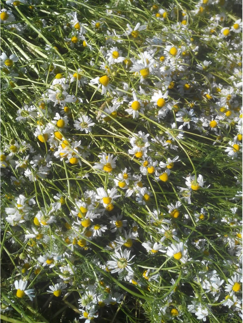 CAMOMILLE MATRICAIRE – Image 7
