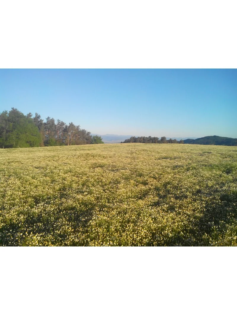 CAMOMILLE MATRICAIRE – Image 8