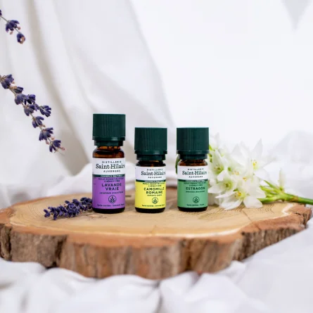 CAMOMILLE ROMAINE – Image 2