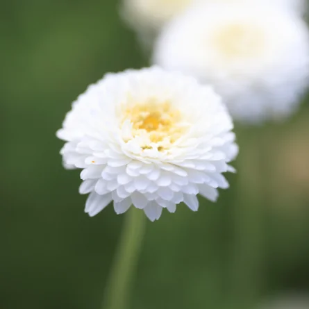 CAMOMILLE ROMAINE – Image 3