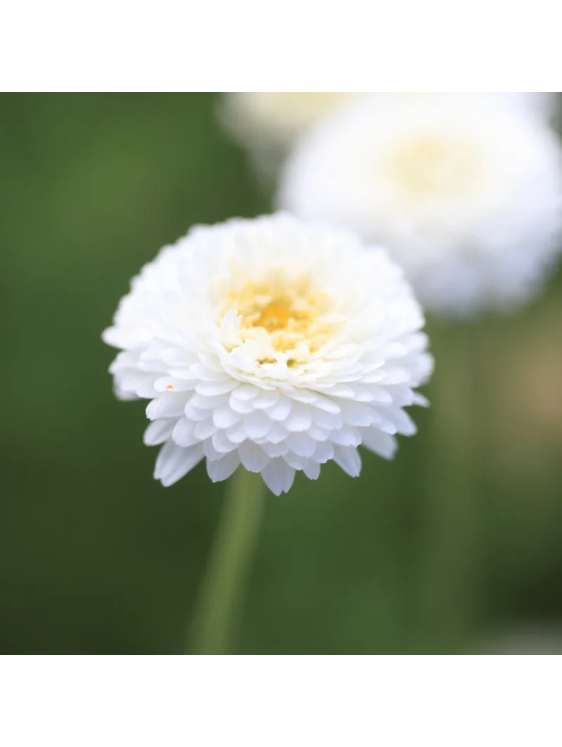 CAMOMILLE ROMAINE – Image 6