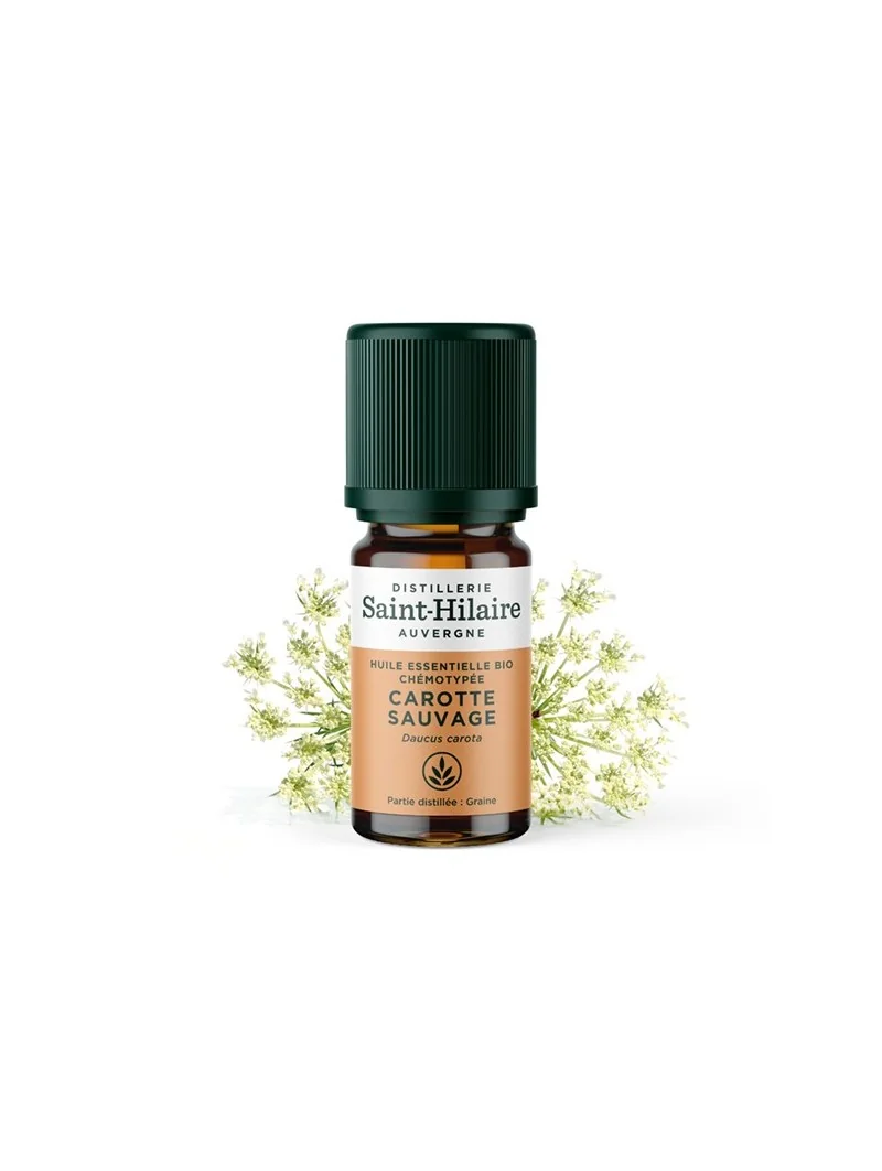 CAROTTE SAUVAGE – Image 2