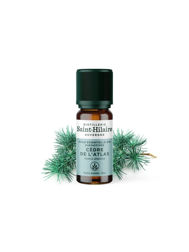 CÈDRE DE L'ATLAS – Image 2