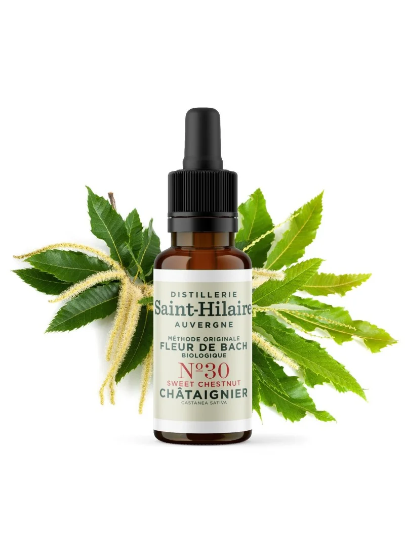 CHATAIGNIER N°30 BIO – Image 3