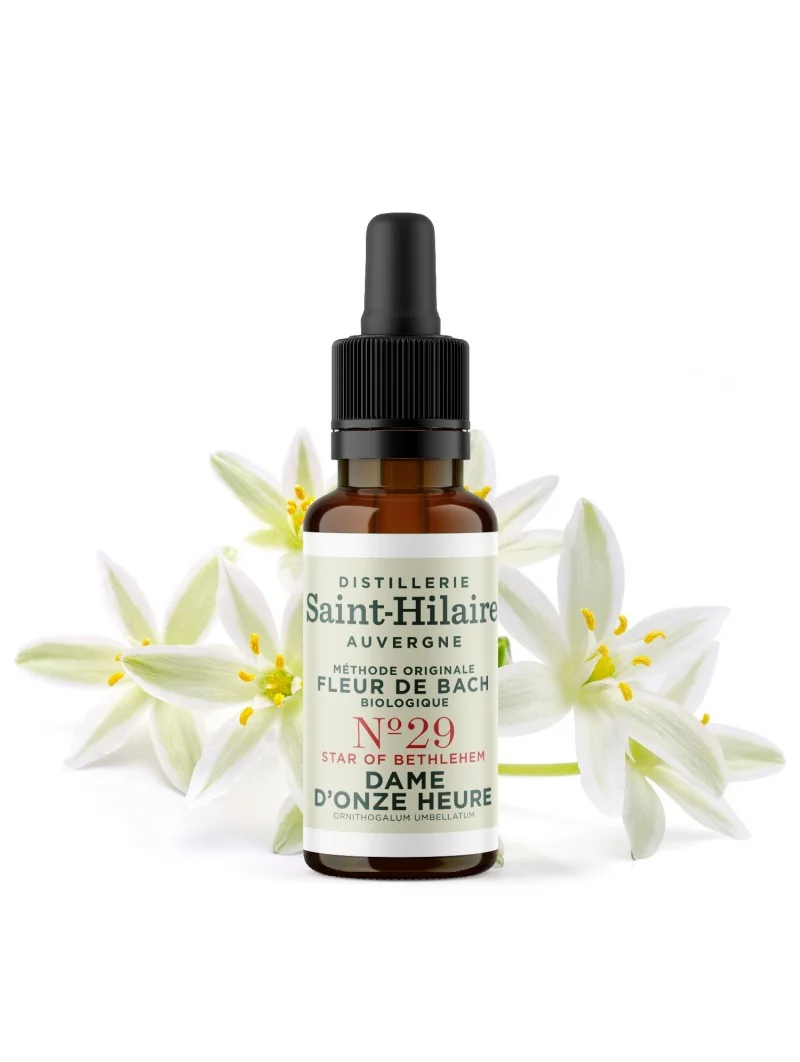 DAME D'ONZE-HEURE N°29 BIO – Image 3