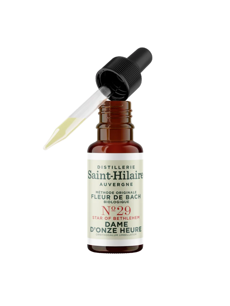 DAME D'ONZE-HEURE N°29 BIO – Image 4