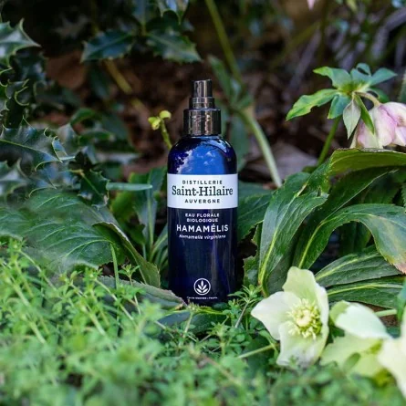 HAMAMÉLIS – Image 2