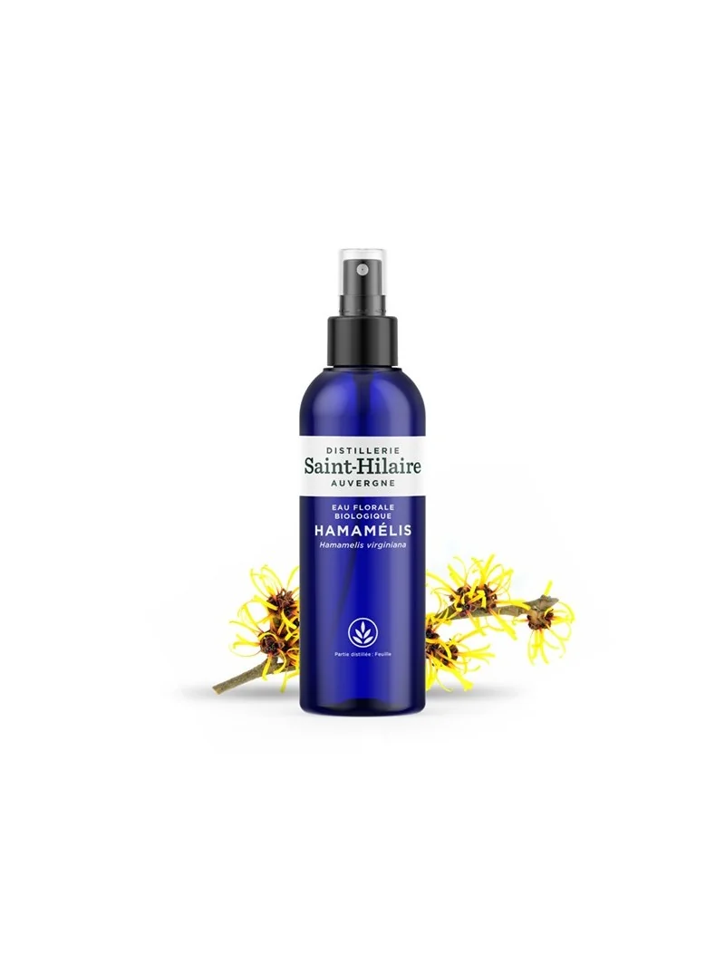 HAMAMÉLIS – Image 3