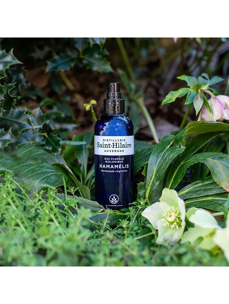 HAMAMÉLIS – Image 4