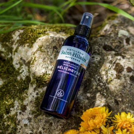 HÉLICRHYSE – Image 2