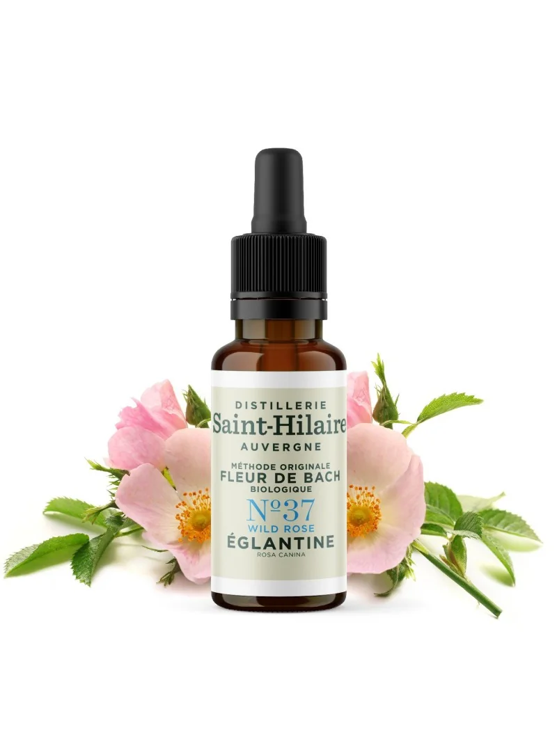 EGLANTINE N°37 BIO – Image 3