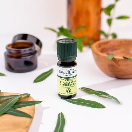 EUCALYPTUS CITRONNÉ – Image 2