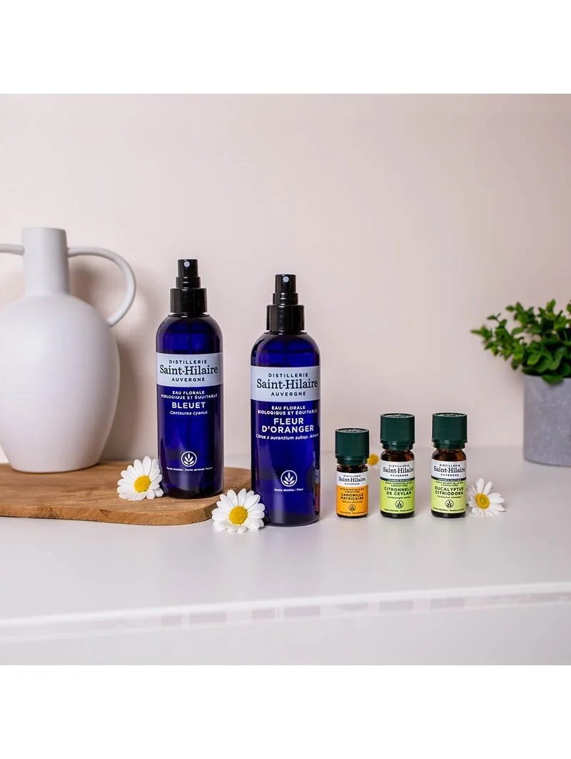 EUCALYPTUS CITRONNÉ – Image 6