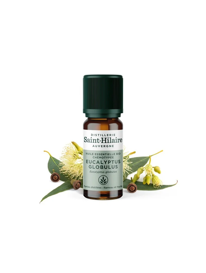 EUCALYPTUS GLOBULUS – Image 2