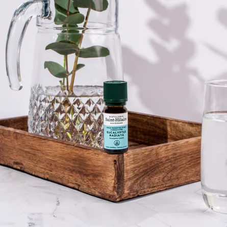 EUCALYPTUS RADIATA – Image 2