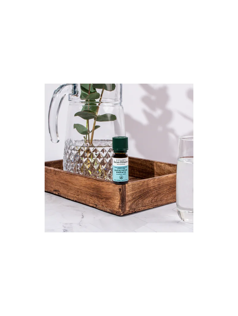 EUCALYPTUS RADIATA – Image 4