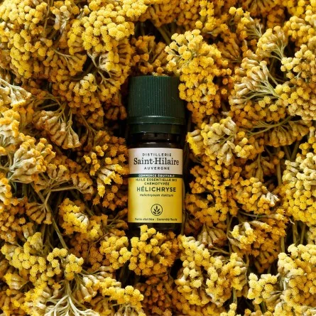 HÉLICHRYSE – Image 2
