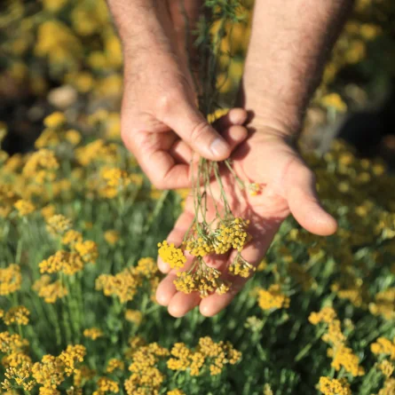 HÉLICHRYSE – Image 3