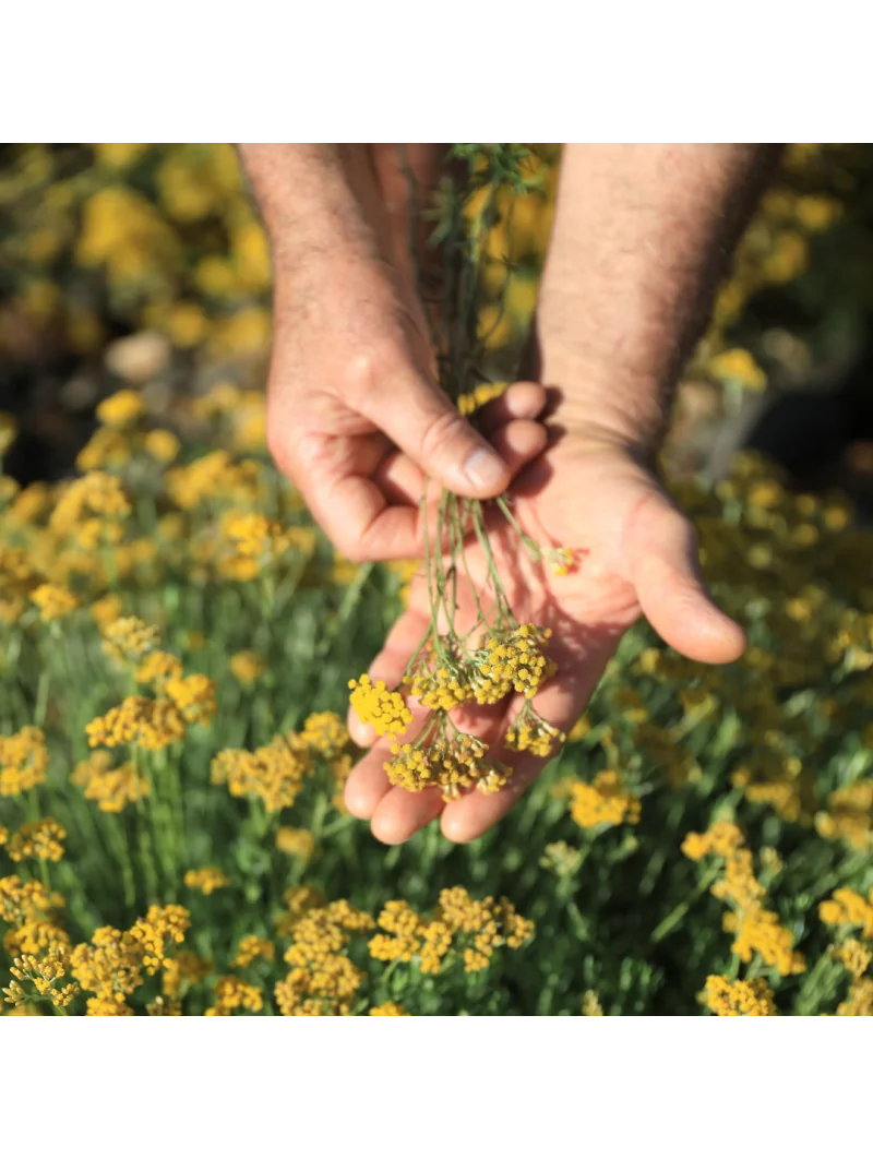 HÉLICHRYSE – Image 6