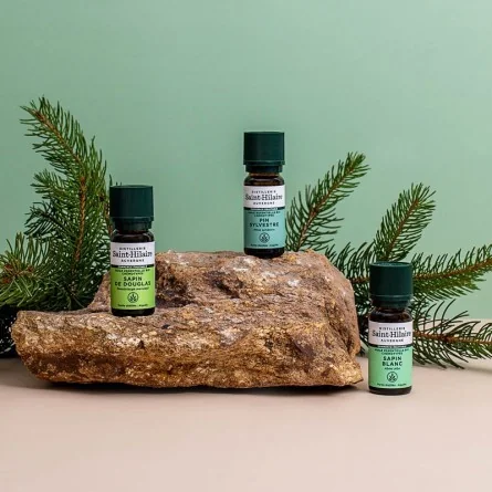 SAPIN BLANC – Image 2