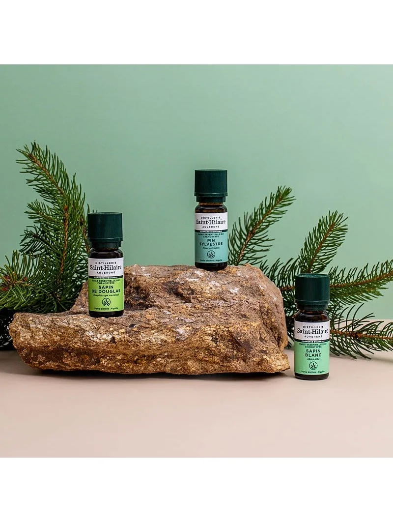 SAPIN BLANC – Image 4