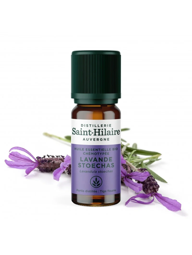 LAVANDE STOECHAS – Image 2