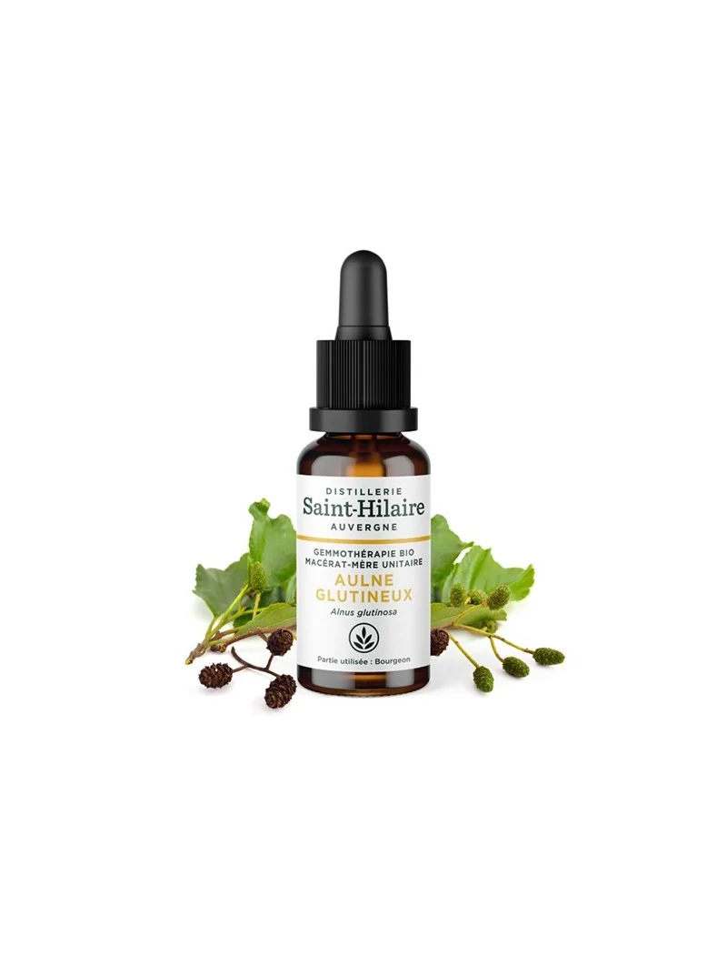 MACERAT D'AULNE GLUTINEUX BIO – Image 2
