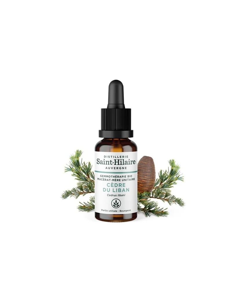 MACERAT DE CEDRE DU LIBAN BIO – Image 2