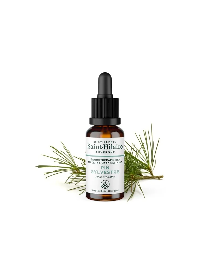 MACERAT DE PIN SYLVESTRE BIO – Image 2