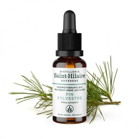 MACERAT DE PIN SYLVESTRE BIO