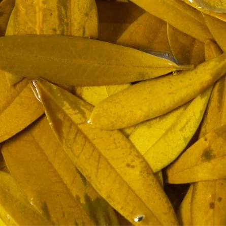 MACERAT D'OLIVIER BIO – Image 2