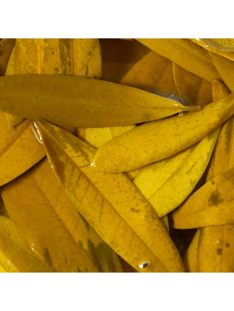 MACERAT D'OLIVIER BIO – Image 4