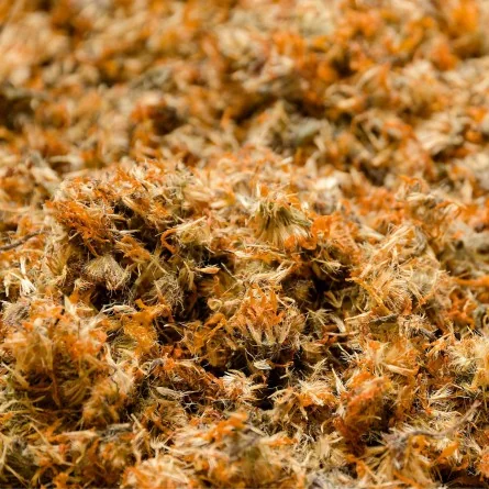 CALENDULA – Image 2