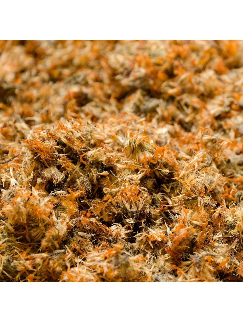 CALENDULA – Image 4