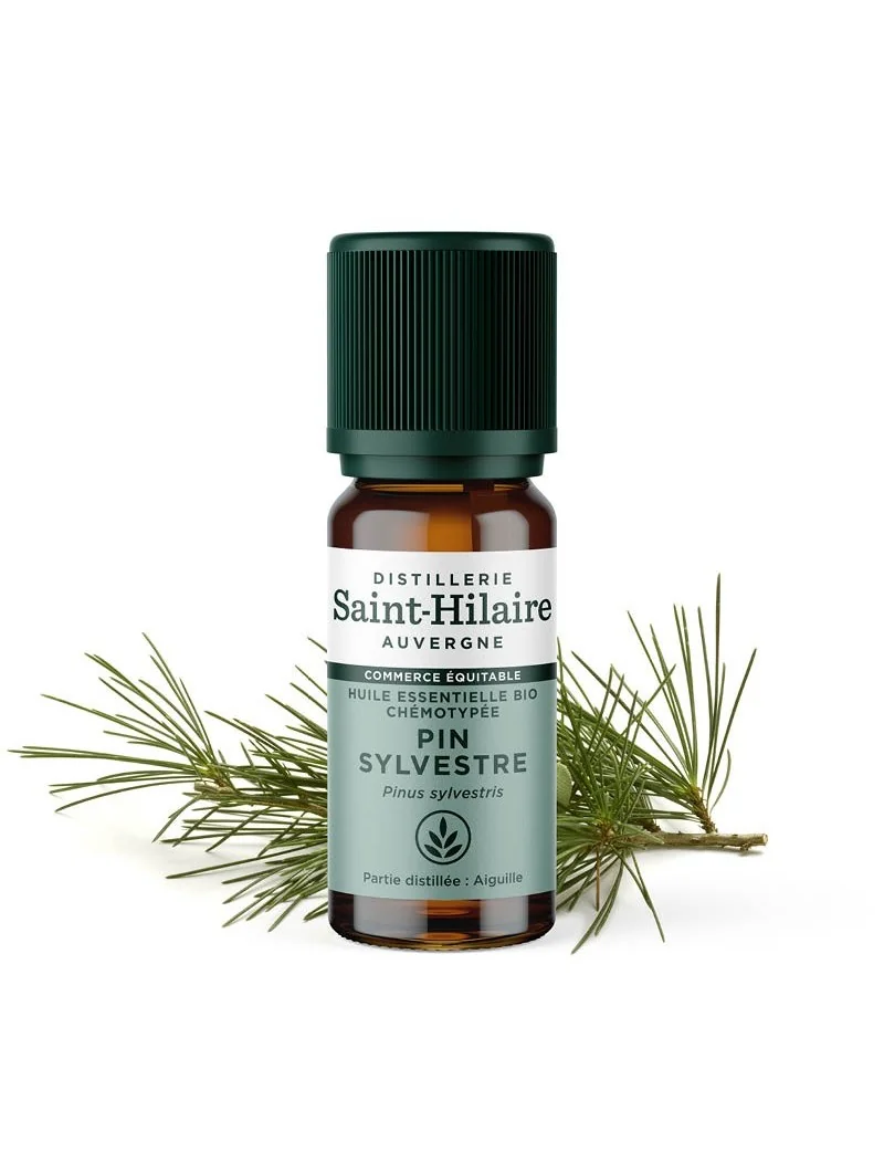 PIN SYLVESTRE – Image 3