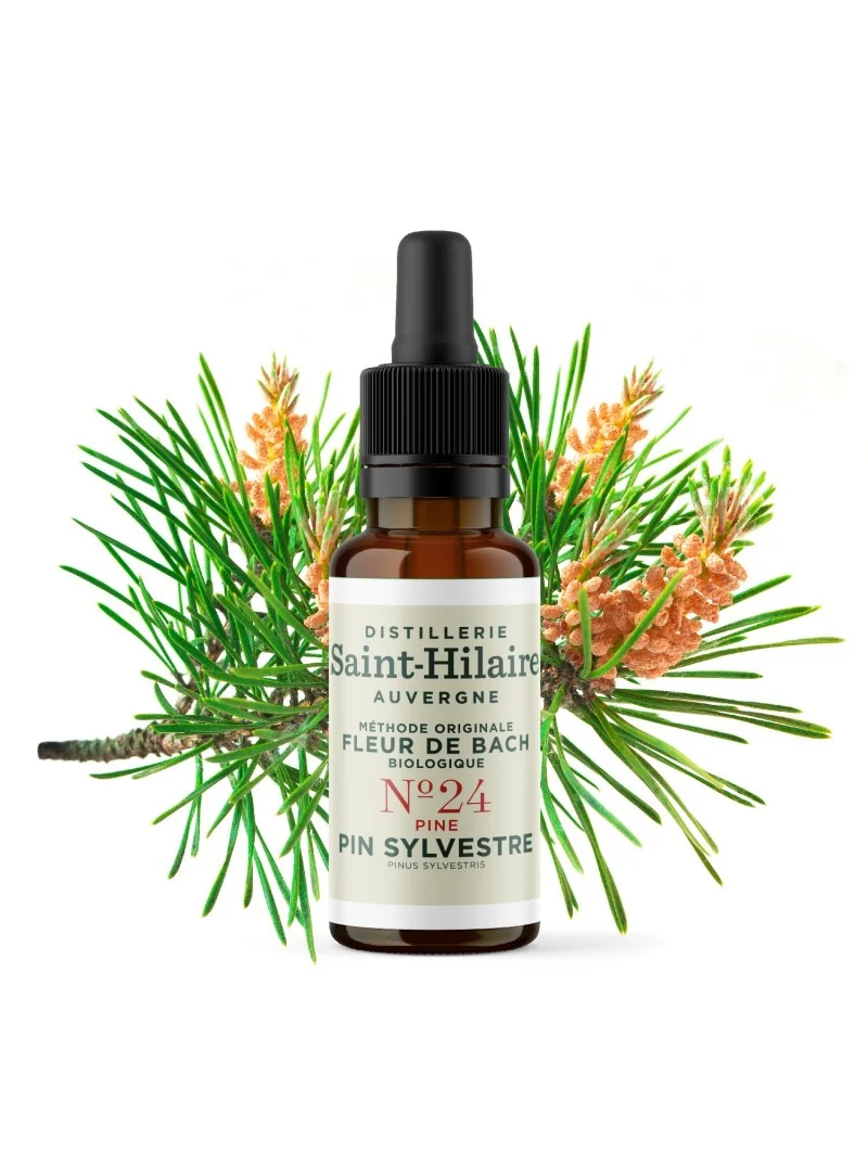 PIN SYLVESTRE N°24 BIO – Image 3