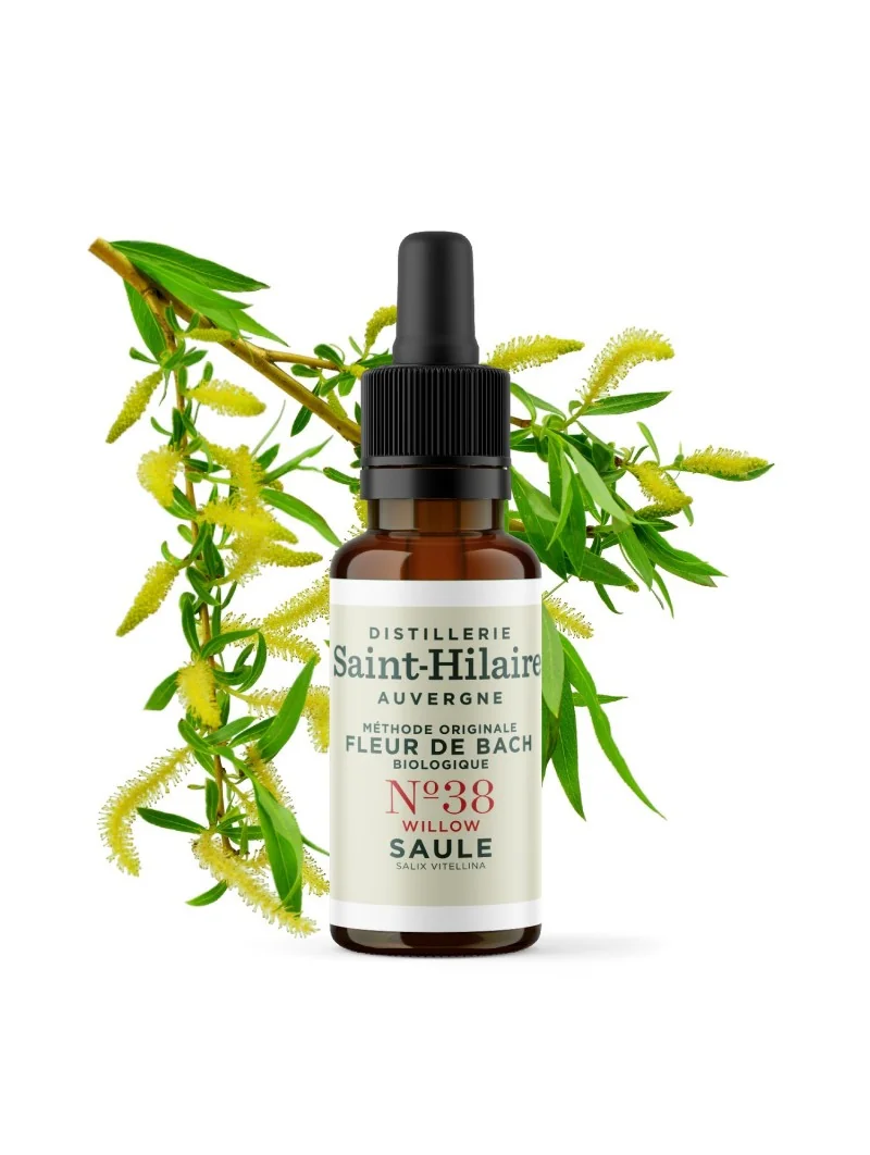 SAULE N°38 BIO – Image 3